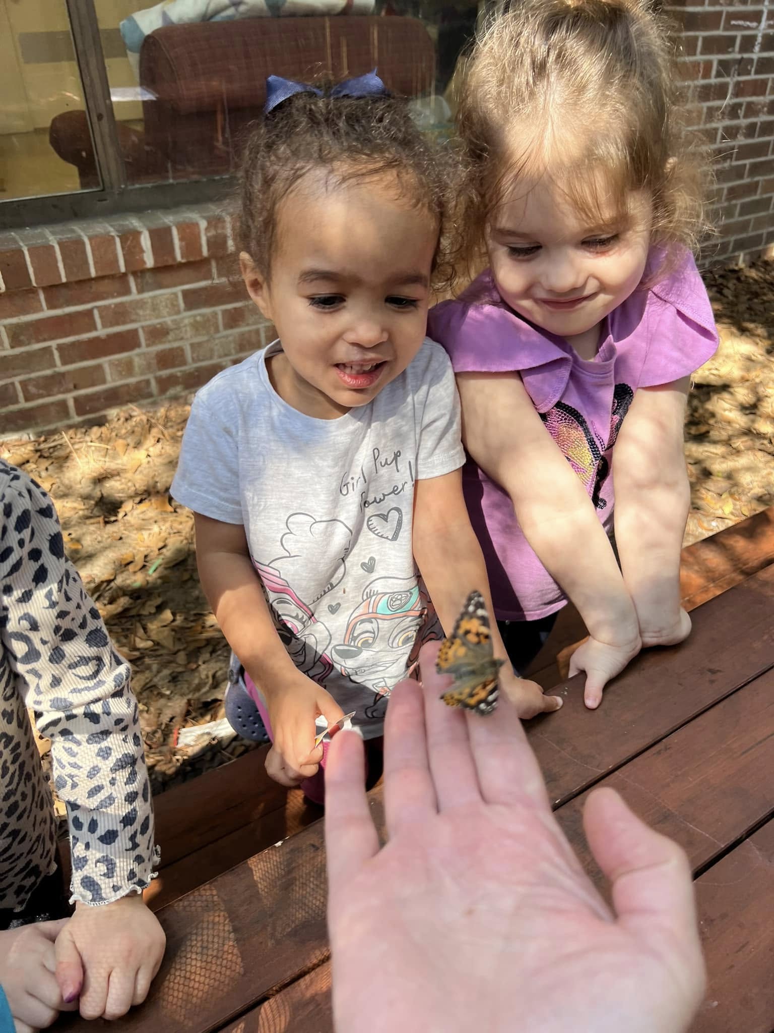 children looking at a butterfly on teachers hand